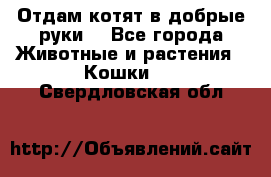 Отдам котят в добрые руки. - Все города Животные и растения » Кошки   . Свердловская обл.